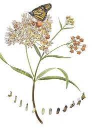 Pin By Estelle Deridder On Stuff From My Sketchbooks Milkweed Plant Milkweed Asclepias