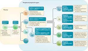 Histone Deacetylase Function In Cd4 T Cells Nature Reviews Immunology