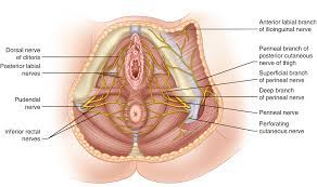 What are the skeletal differences between these two pelves? Anatomy Of The Female Pelvis Springerlink