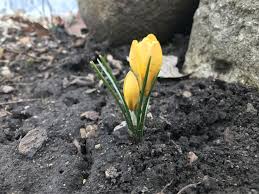 Check spelling or type a new query. What S Blooming Now The Growing Place