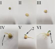 Germination Wikipedia