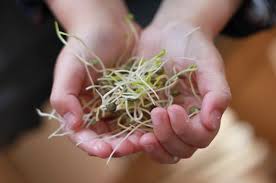 Comment Cultiver Des Graines Germees Sans Germoir Graines Germees Germoir Graine