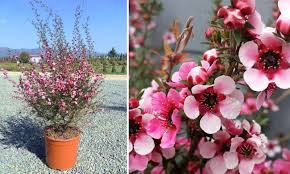 Image result for Leptospermum scoparium