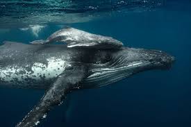 Daily National Geographic Photos Including Photos Of Animals People Culture Adventure Science Travel Underwater Whale Humpback Whale Whales Photography