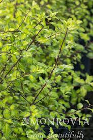 Image result for Pittosporum tenuifolium