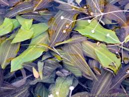 Image result for Potamogeton schweinfurthii