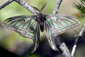 Papillons Rares Google Search Beaux Papillons Isabelle