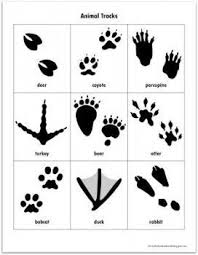 Ich bin sehr viel in der natur unterwegs und finde oft hinweise auf tierisches leben. Freehomeschooldealsfree Freehomeschooldeals Printables Matching Viafree Animal Tracks Free Game Viaanimal Tracks Mat Dschungelparty Tierspuren Kinder
