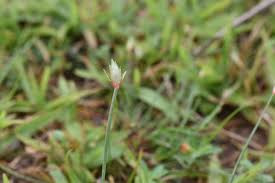 Image result for Abildgaardia ovata