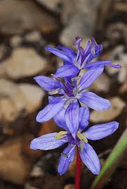 Image result for Scilla achtenii