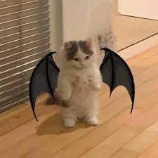 Download hd 1080x2340 wallpapers best collection. Bat Cat In 2021 Cat Icon Cats Cat Memes