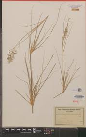 Image result for Hua gabonii