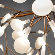 Image result for Heracleum