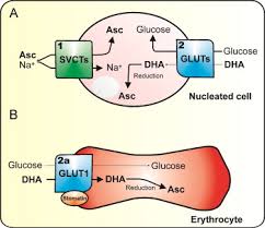Feb 22, 2010 · any beverage or food containing caffeine such as coffee, tea, chocolate and some sodas can inhibit the absorption of vitamins and minerals and increase their excretion from the body. The Active Role Of Vitamin C In Mammalian Iron Metabolism Much More Than Just Enhanced Iron Absorption Sciencedirect