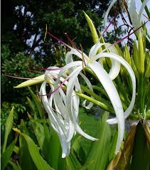 Crinum lily, cape lily, spider lily, swamp lily, onion plant, sudarshana, milk and wine lily, natal lily. Crinum Plant Growing Guide How To Grow Crinum Cape Lily