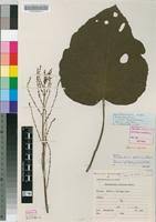 Image result for Neoboutonia melleri