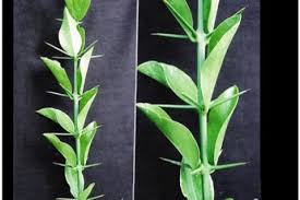 Image result for Azima tetracantha