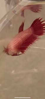 When your betta is constantly bombarded with stressors, they may lose their vibrant colors, and stress stripes may your betta may tend to overeat; Is My Betta Fish Pregnant I See A White Egg Dot And She Is Looking Pregnant Thought She May Be Bloated But She Was With A Male In A Tank Bettafish