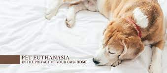 Don't make this decision alone. Gentle Pet Passages Home Facebook