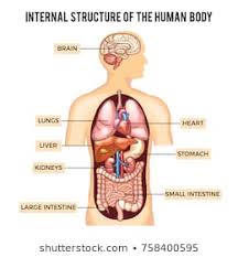 Human Body Organs Flat Stock Vectors Images Vector Art