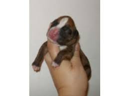 Puppyfinder.com is your source for finding an ideal boxer puppy for sale in alabama, usa area. Boxer Puppies In Washington