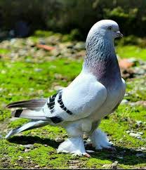 Santhoshofficial Adli Kullanicinin Love Birds Panosundaki Pin 2020 Guzel Kuslar Evcil Hayvanlar Hayvanlar