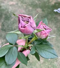 バラ ボーリング