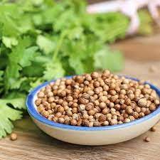 Hydroponics Coriander Seeds