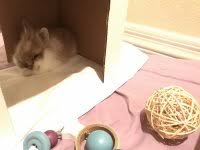 Bunnies love to keep you guessing! Shaking Bunny Rabbitsonline