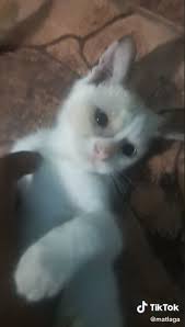 Ketika dia membuka mata 10. Guna Kayu Manis Untuk Rawat Sakit Mata Si Kucing Video Buzzkini