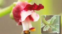 Image result for Scrophulariaceae