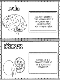 Organlar Organlar Check More At Http Www Healt Joojotekno Com 2019 08 24 Organlar 2 Human Body Unit Science For Kids Education