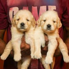 Golden retrievers focused on obedience, therapy, beginning service and companionship. Golden Retriever For Sale In Chennai Petfinder