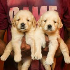 Golden retriever · houston area. Golden Retriever For Sale In Chennai Petfinder