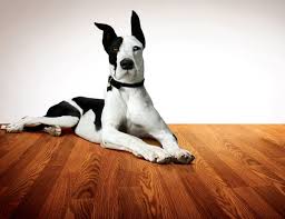 Pergo The Dog On Pergo Laminate Pets Pergo Flooring Pergo