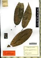 Image result for Ficus pseudomangifera