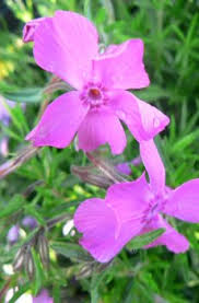 Image result for Hereroa glenensis