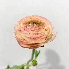 Image result for Ranunculus  cooleyae