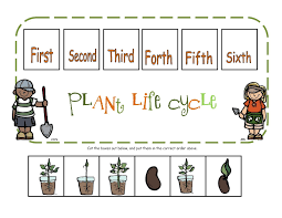 Plant Life Cycle Plant Life Cycle Life Cycles Preschool Life Cycles