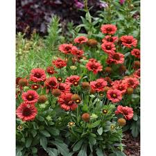Modern bouquets & unique plants designed to impress. Blanket Flower Spintop Red A Garden Center Duluth Minnesota Plants Trees Shrubs Flowers Annuals Perennials