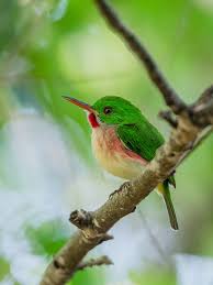 Image result for Dolichos filifoliolus