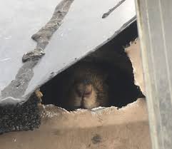 Virginia hears a scratching sound outside her window almost every night what would be the most reasonble hypothesis to explain the scratching sound? Noises In The Attic Early Morning Squirrels Wildlifeshield Ca