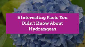 6 Surprising Facts You Didn T Know About Hydrangeas Hydrangea Varieties Hydrangea Hydrangea Plant Care