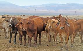 The brahman is a breed of the zebu or bos primigenius indicus cattle reportedly to have been first bred within the united states of america. Strict Selection The Key To Award Winning Brahmans