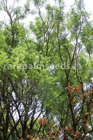 Image result for Acacia nigrescens