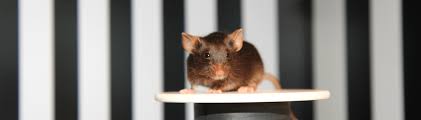 Most ultrasonic mouse repellers are safe for household pets such as dogs and cats which do ultrasonic pest repellers work on roaches? Optodrum Striatech The Ultimate Optomotor Drum