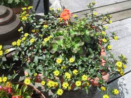 Image result for foto Vitálka