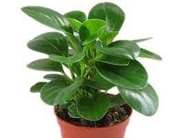 The short, flat needles of yews are dark green on top. Best Shade Loving Plants For Your Garden Blog Nurserylive Com Gardening In India