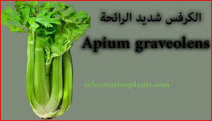 الكرفس شديد الرائحة الخضروات النبات انواع الاسماك مع الصور معلوماتية نبات حيوان اسماك فوائد vegetables celery food