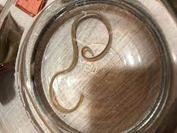 My Puppy Threw Up A Worm Last Night It Was Coiled Up Tight Until I Went To Throw It Away It Uncoiled Looked Like A Spaghetti Petcoach